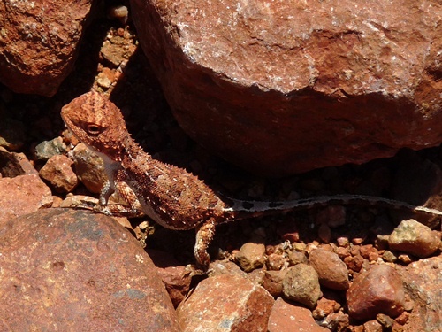 Lizard